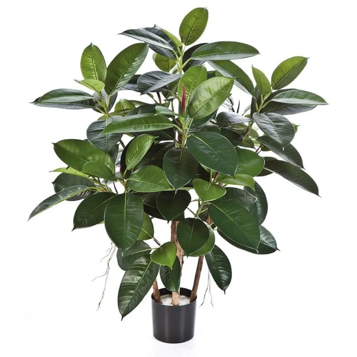 Small rubber tree plant