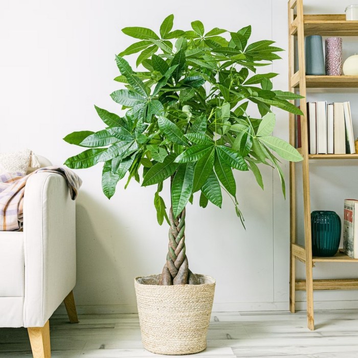 House plant money tree