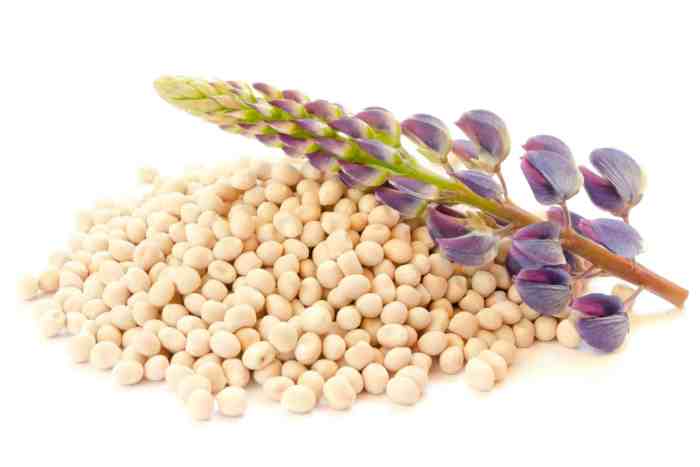 When to plant lupine seeds