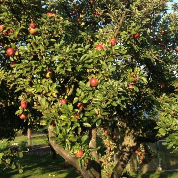 What not to plant near apple trees