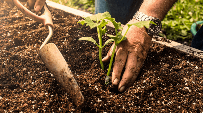 Steps to plant a seed for kindergarten