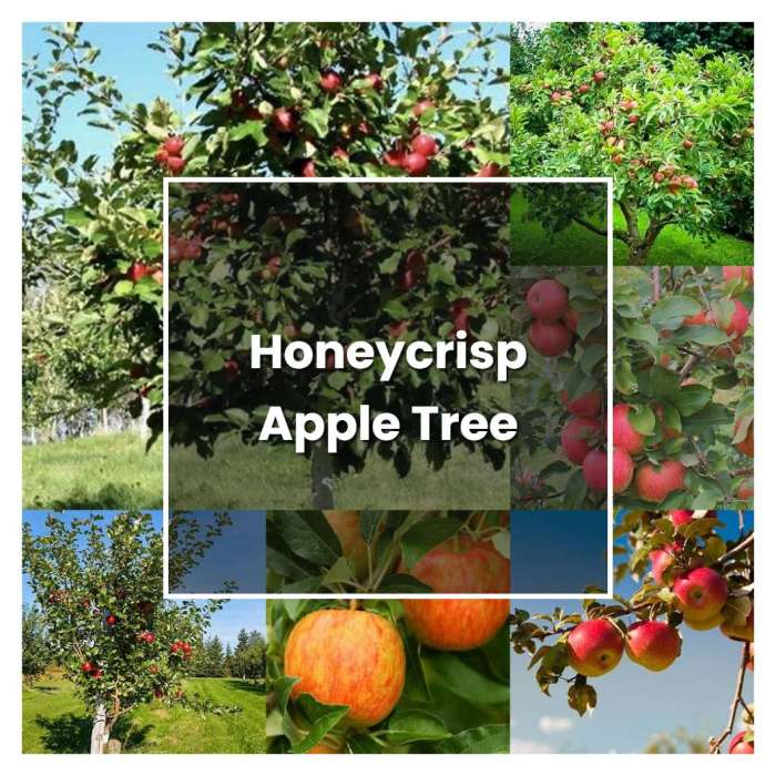 How to plant a honeycrisp apple tree