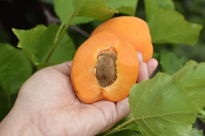 How to plant an apricot seed