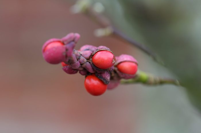 How to plant magnolia seeds