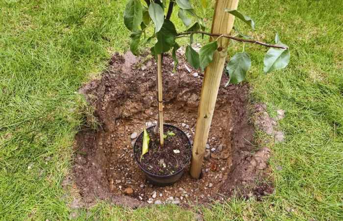 Best way to plant a fruit tree