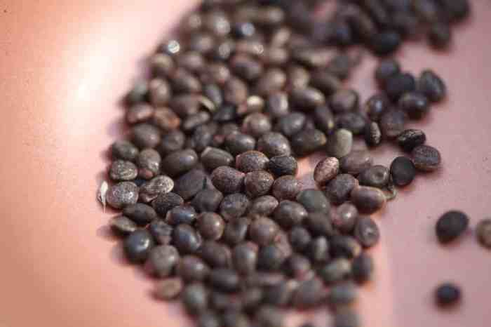 When to plant lupine seeds