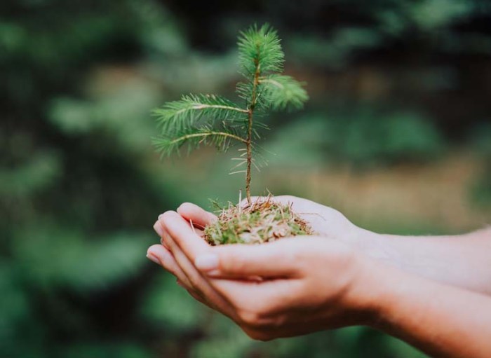 Plant a tree in memory colorado