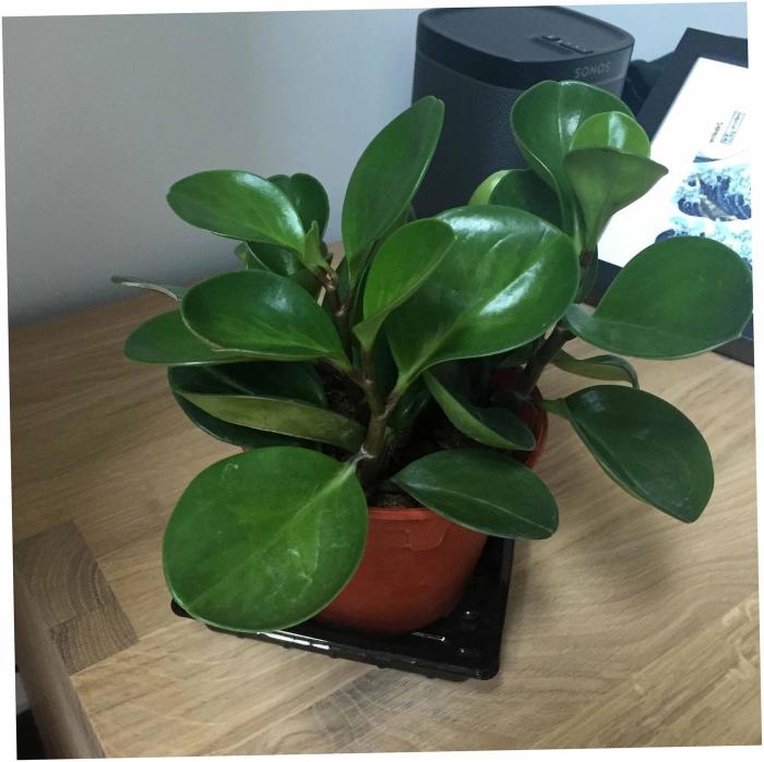 Small rubber tree plant