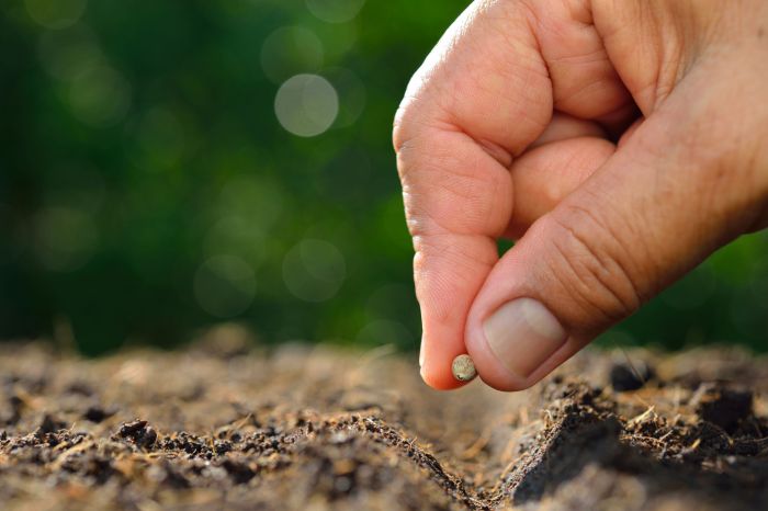 Steps to plant a seed for kindergarten